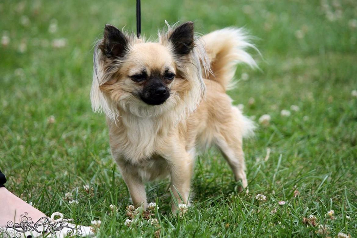 Chihuahua Princess billede 42