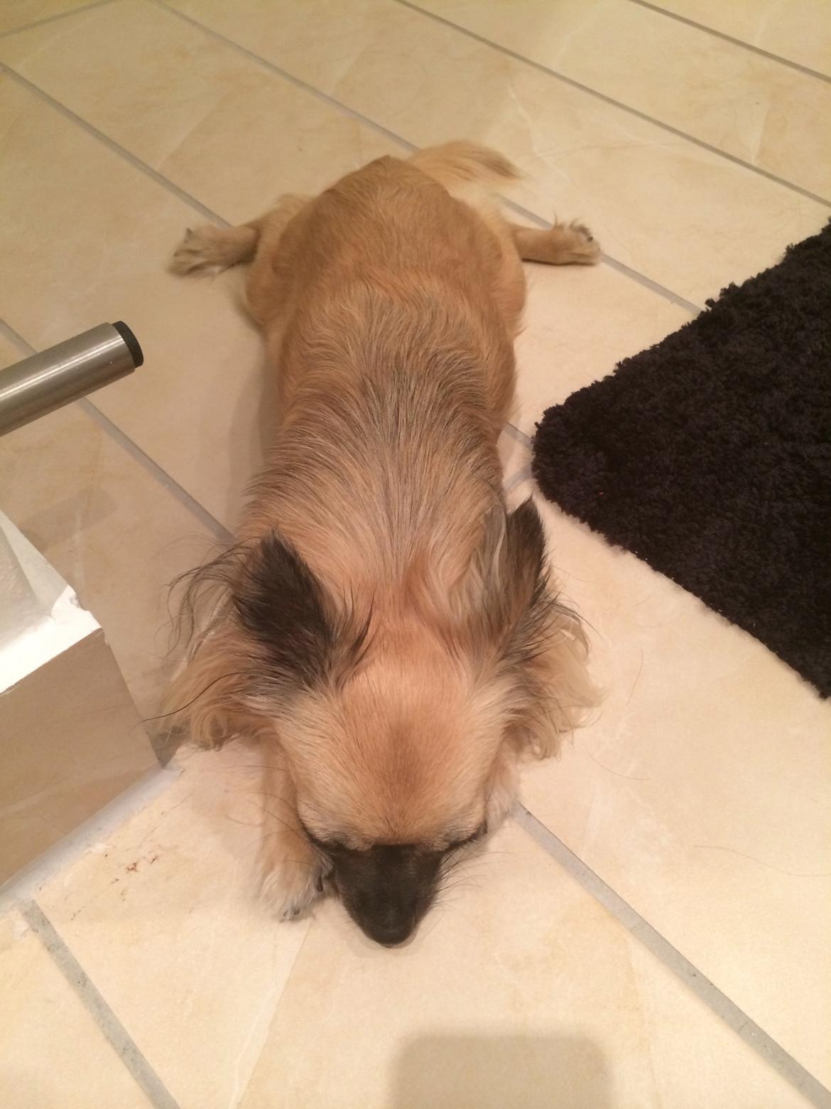 Chihuahua Princess billede 44