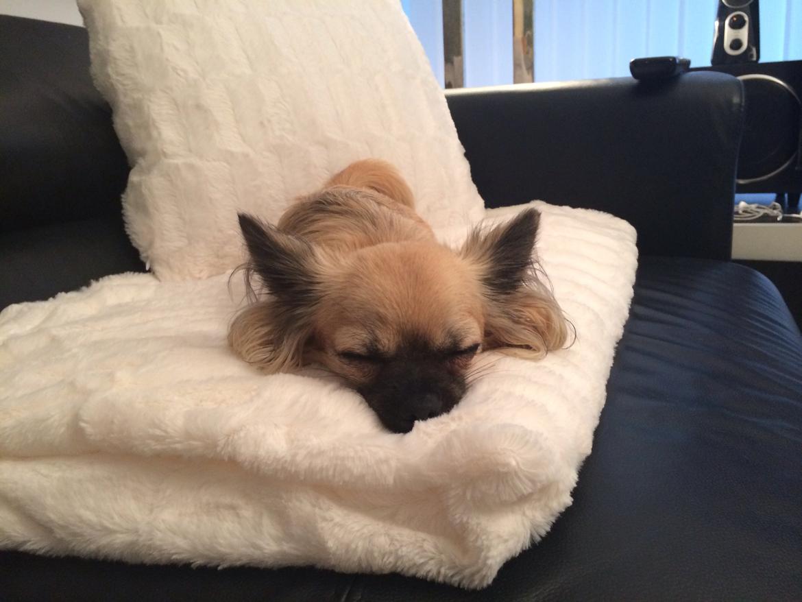 Chihuahua Princess billede 45