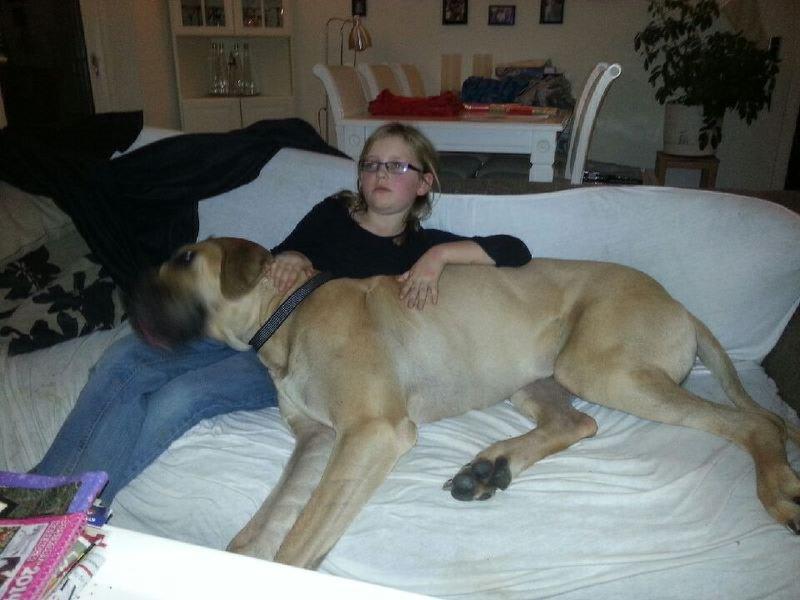 Grand danois Nero billede 6