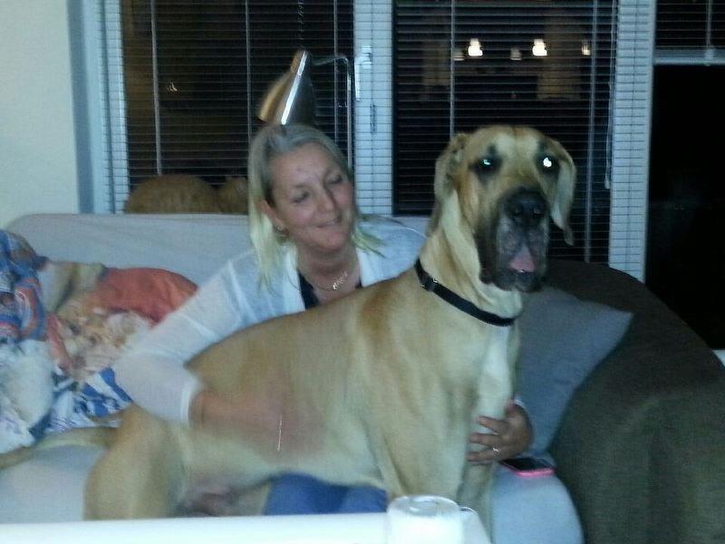 Grand danois Nero billede 7