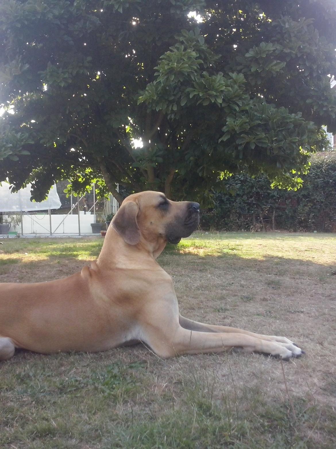 Grand danois Nero billede 8