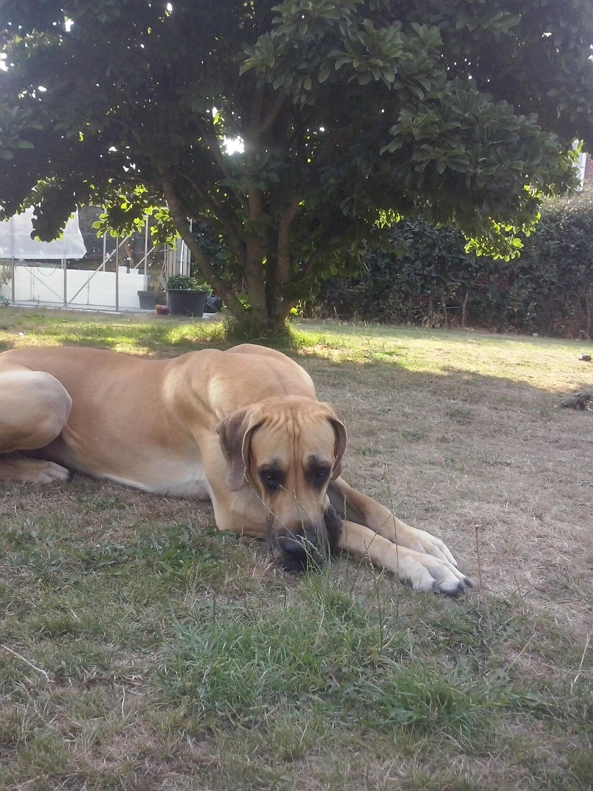 Grand danois Nero billede 9