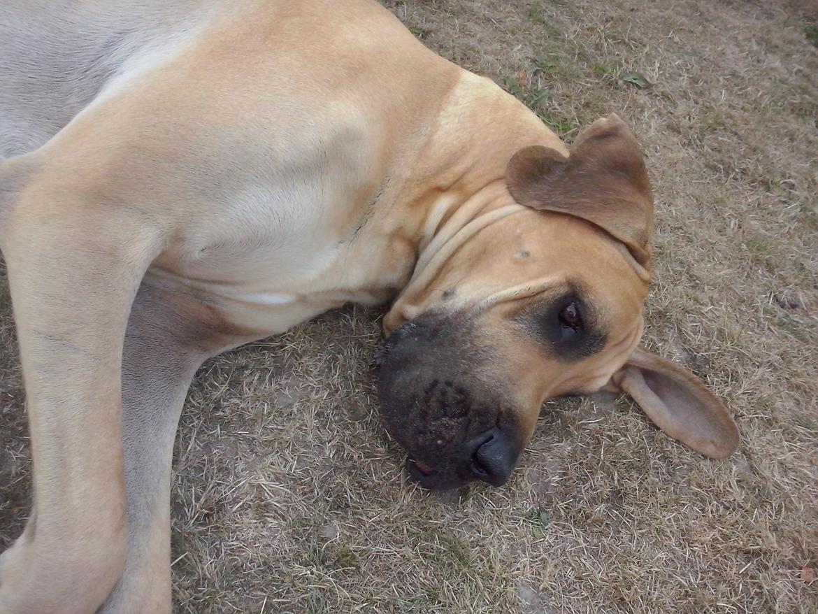 Grand danois Nero billede 10