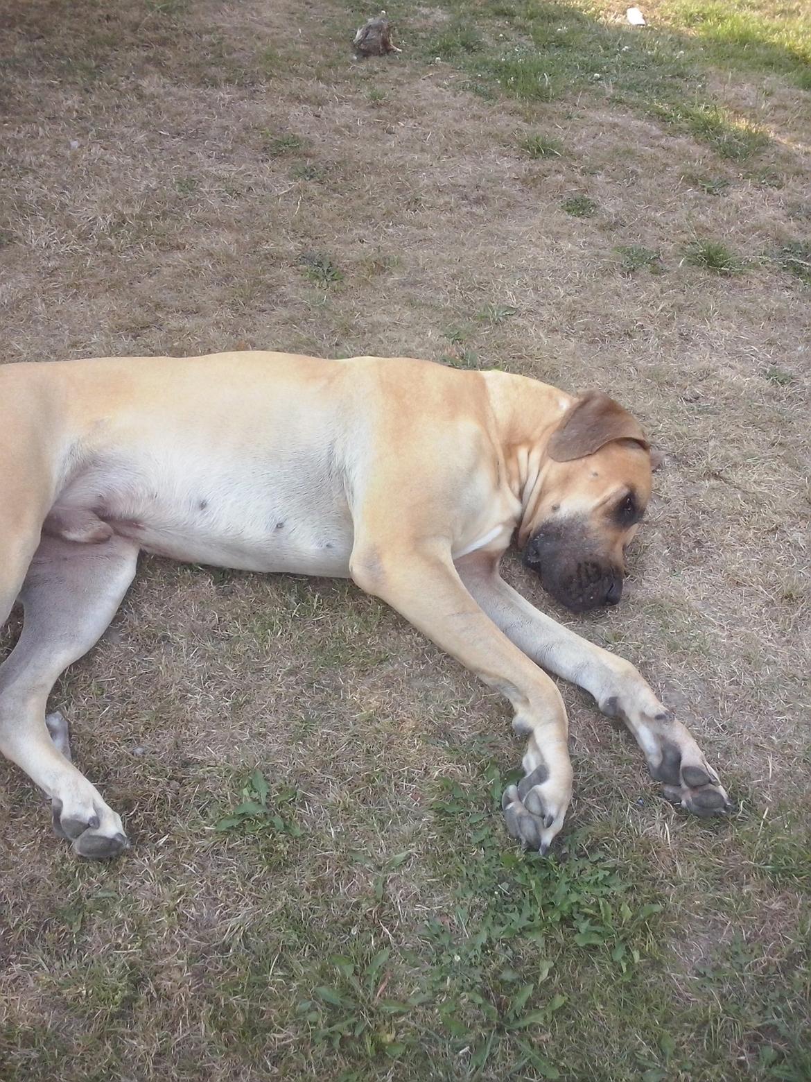 Grand danois Nero billede 11