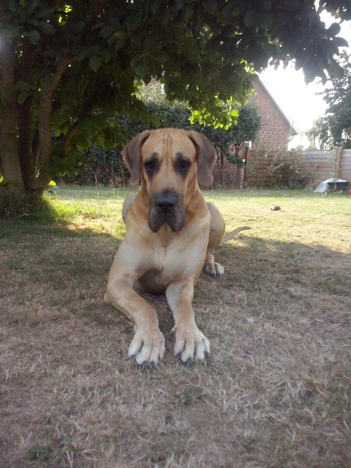 Grand danois Nero - Velkommen til Nero's profil billede 1