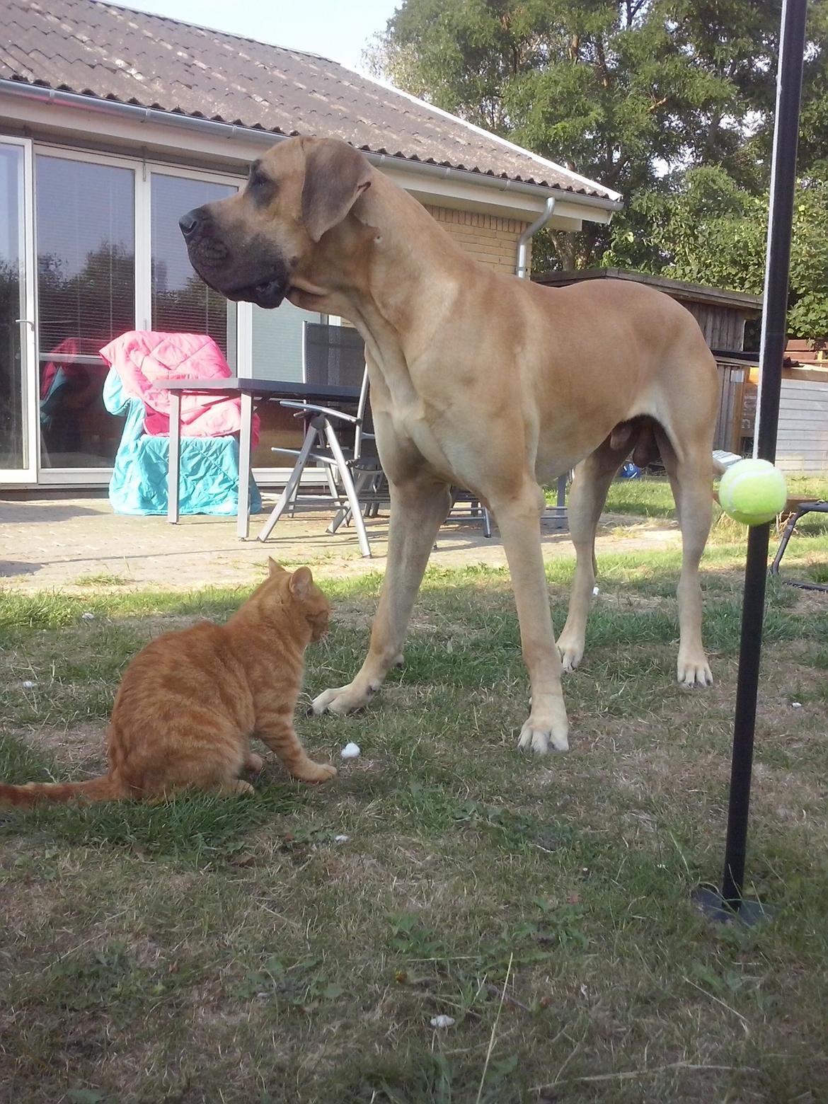 Grand danois Nero - Hans bedste katte ven Balo(Katten tror den er hund nogle gange) billede 12