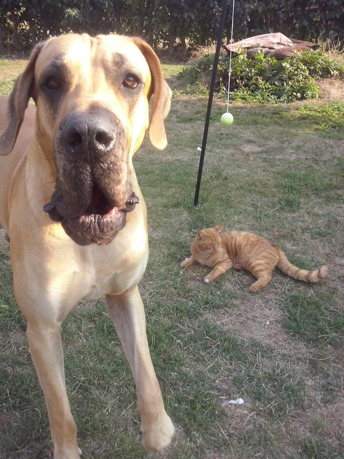 Grand danois Nero billede 13