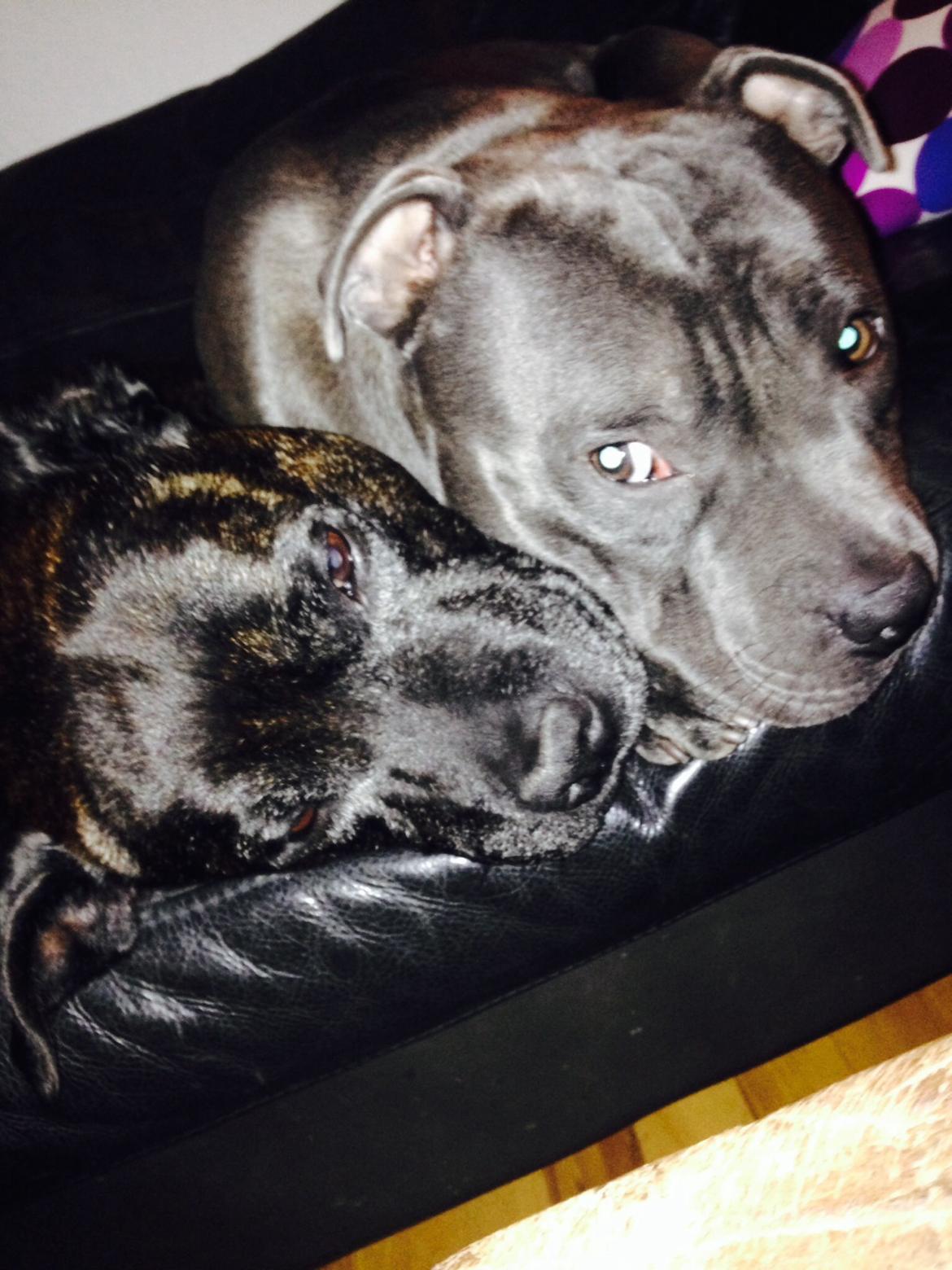 Staffordshire bull terrier Herman billede 22