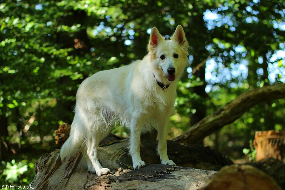 Hvid schæfer Niki billede 5
