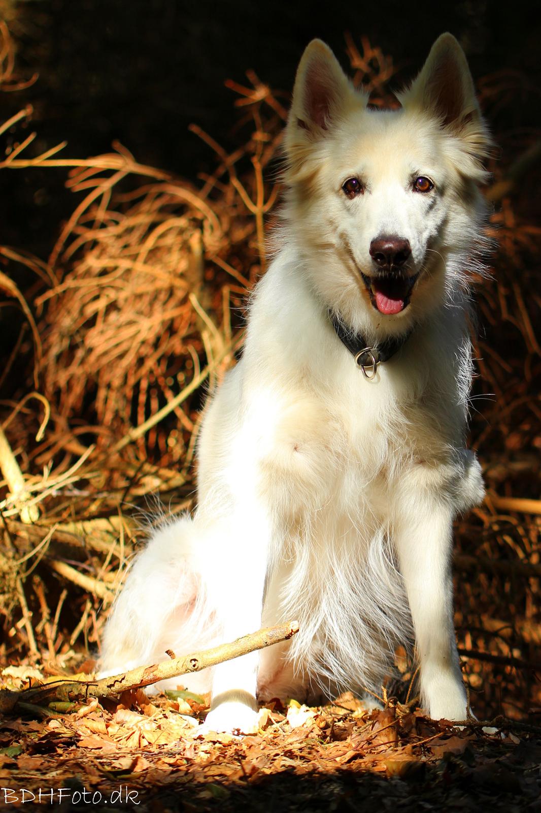 Hvid schæfer Niki billede 4