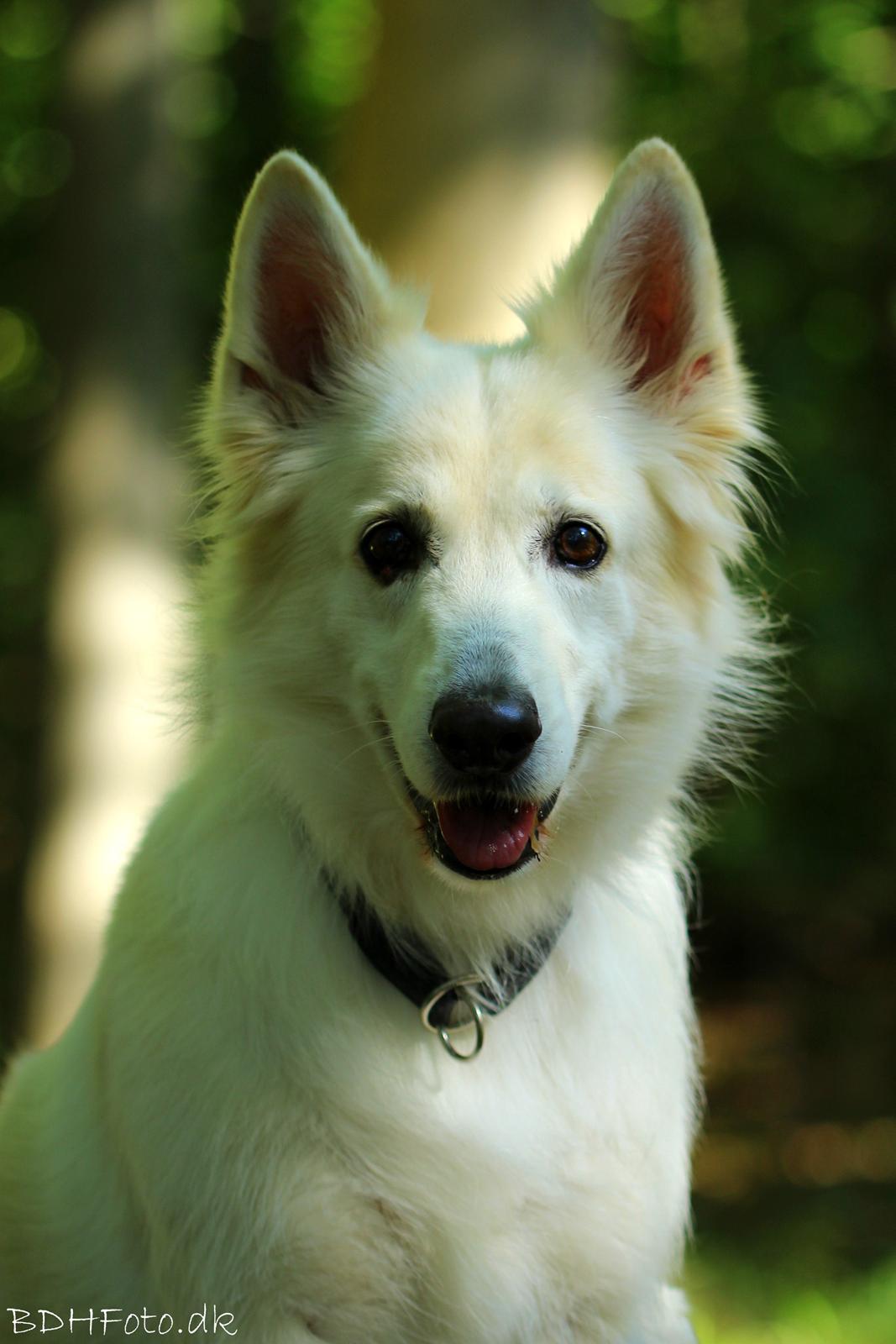 Hvid schæfer Niki billede 9