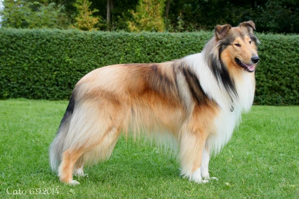 Collie langhåret Ebony Moor´s Charismatic Cato - Cato d. 6 september 2014 billede 6