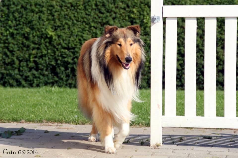 Collie langhåret Ebony Moor´s Charismatic Cato billede 49