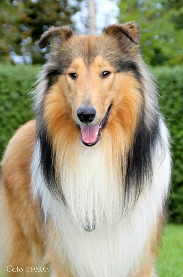 Collie langhåret Ebony Moor´s Charismatic Cato - Cato d. 6 september 2014 billede 1