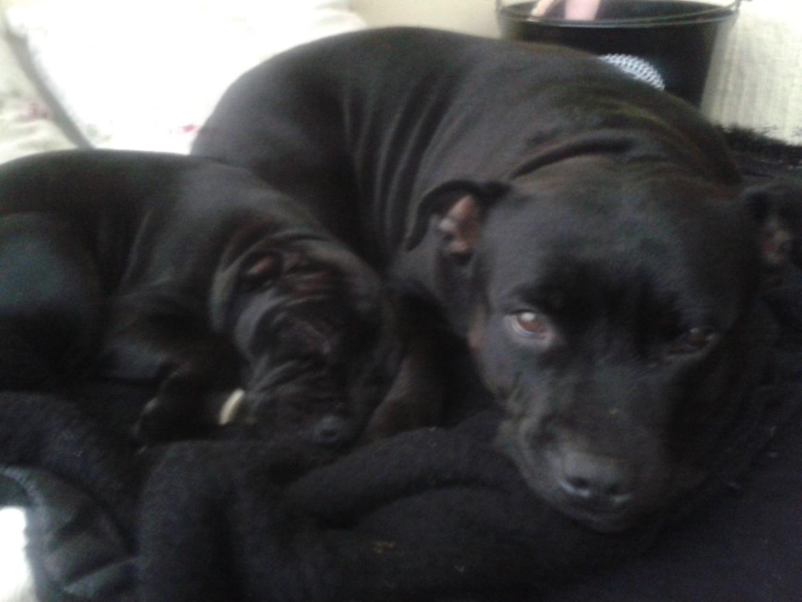 Staffordshire bull terrier Gucci. billede 15