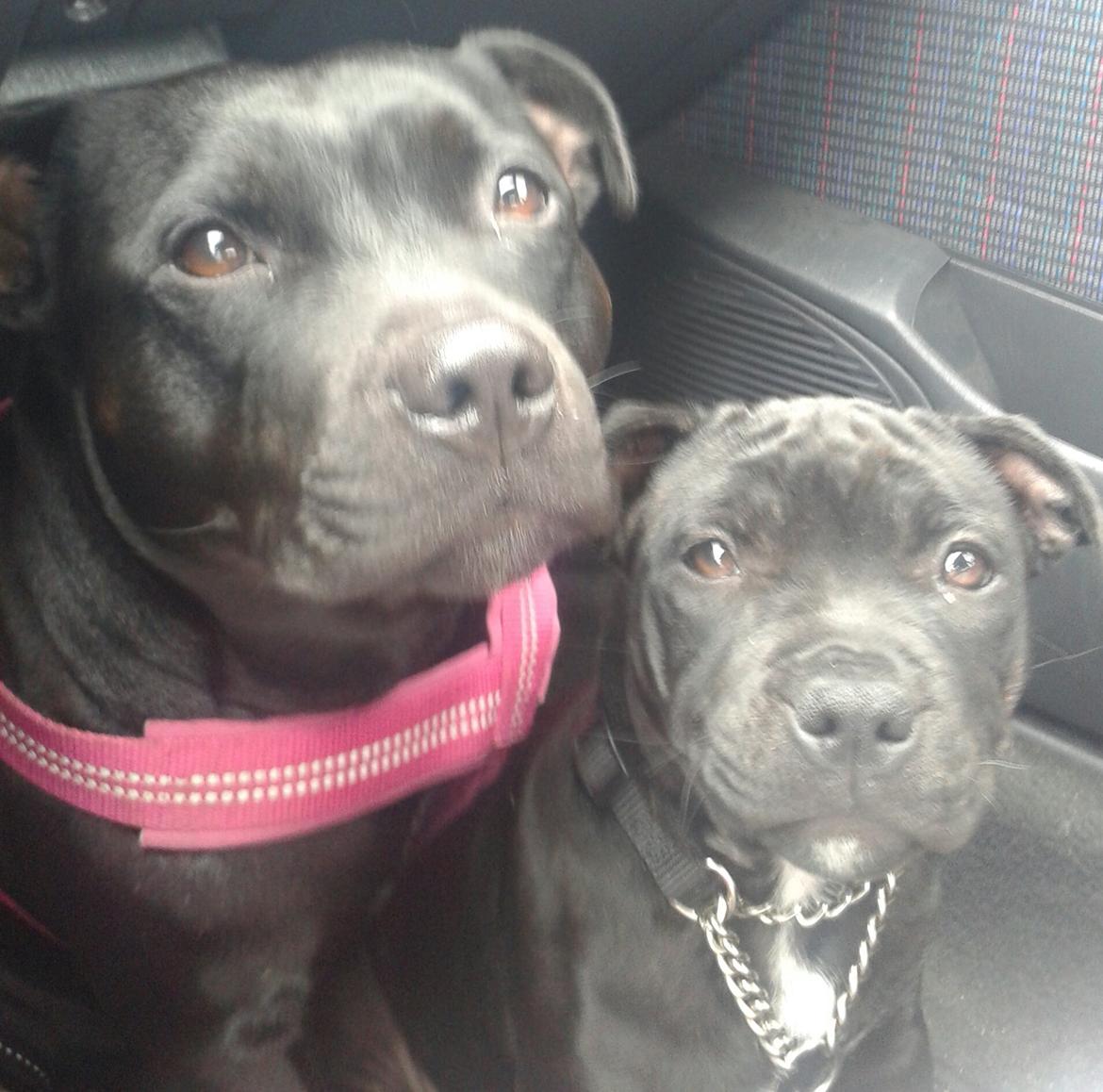 Staffordshire bull terrier Gucci. billede 16