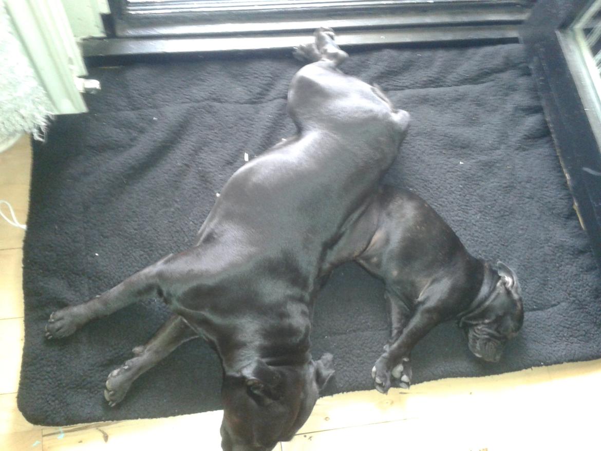 Staffordshire bull terrier Gucci. billede 17