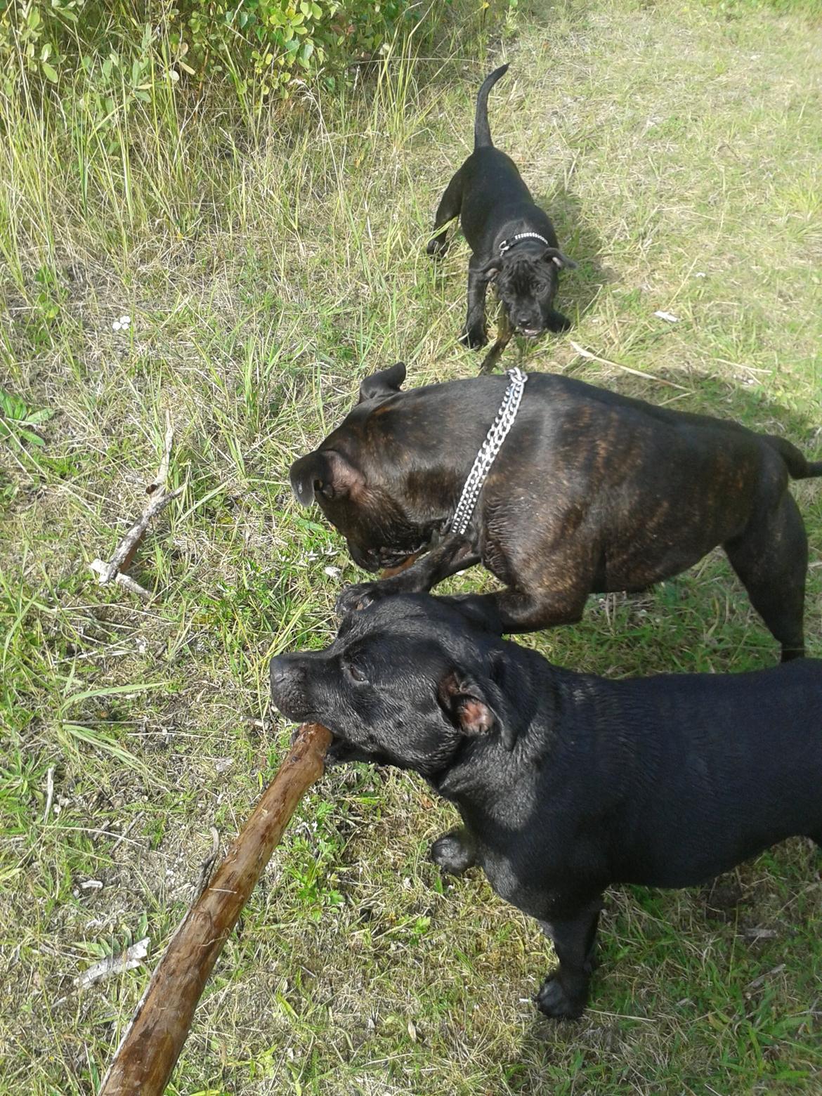 Staffordshire bull terrier Gucci. billede 18