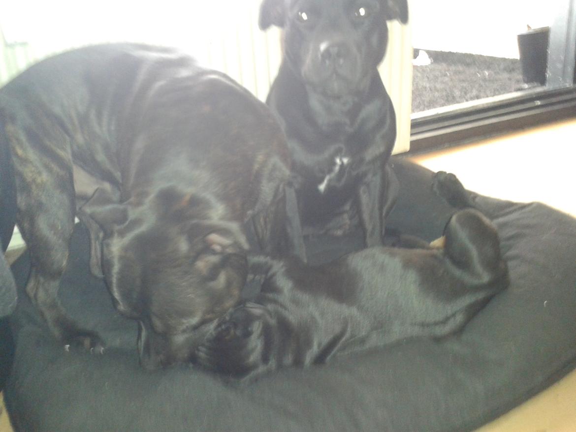 Staffordshire bull terrier Gucci. billede 19