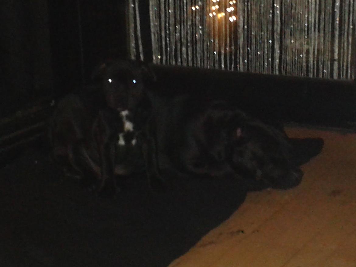 Staffordshire bull terrier Gucci. billede 20