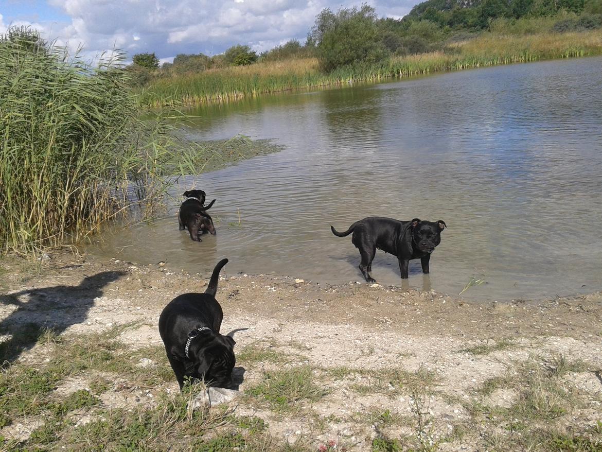 Staffordshire bull terrier Gucci. billede 21