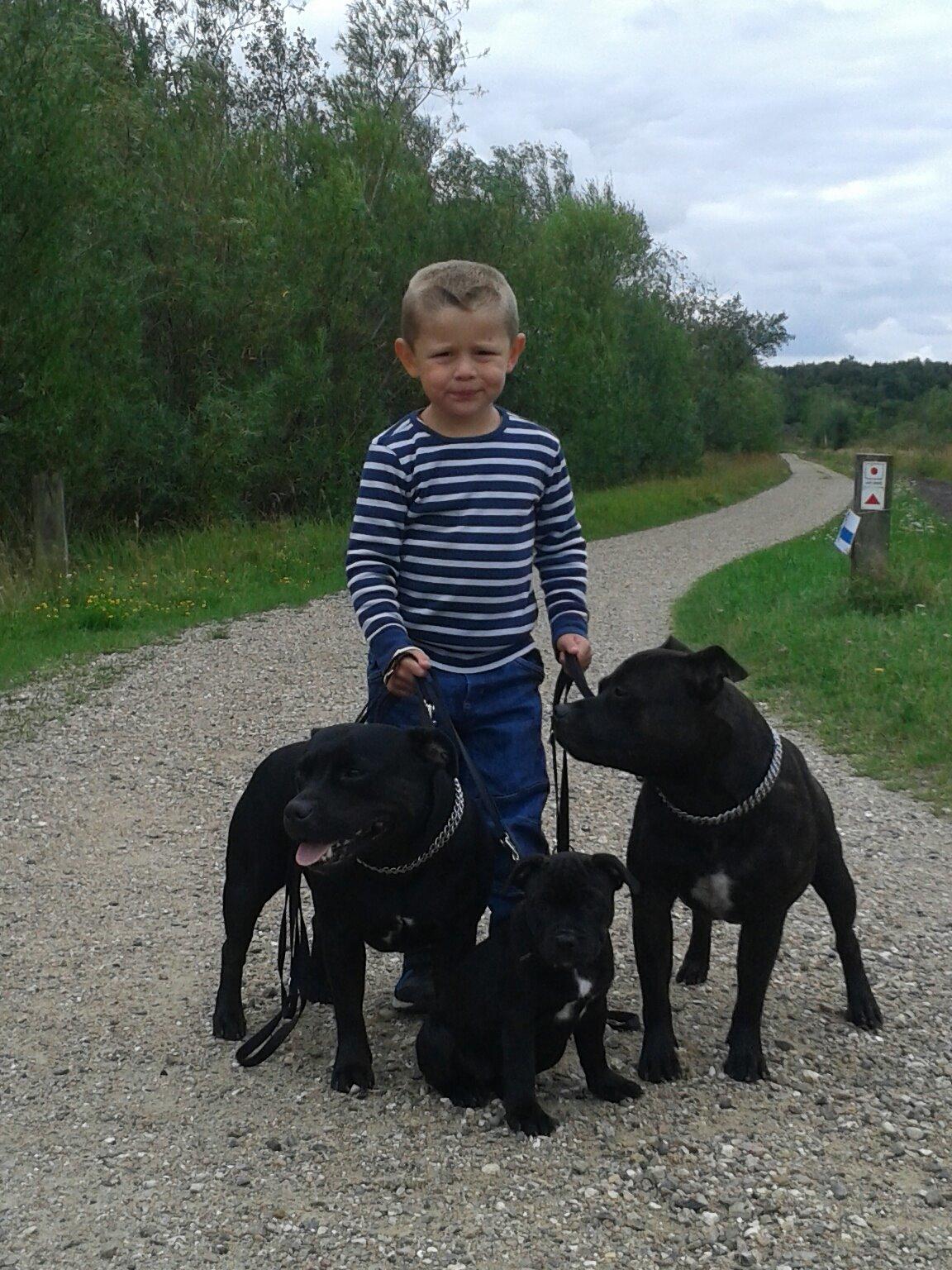 Staffordshire bull terrier Gucci. billede 22