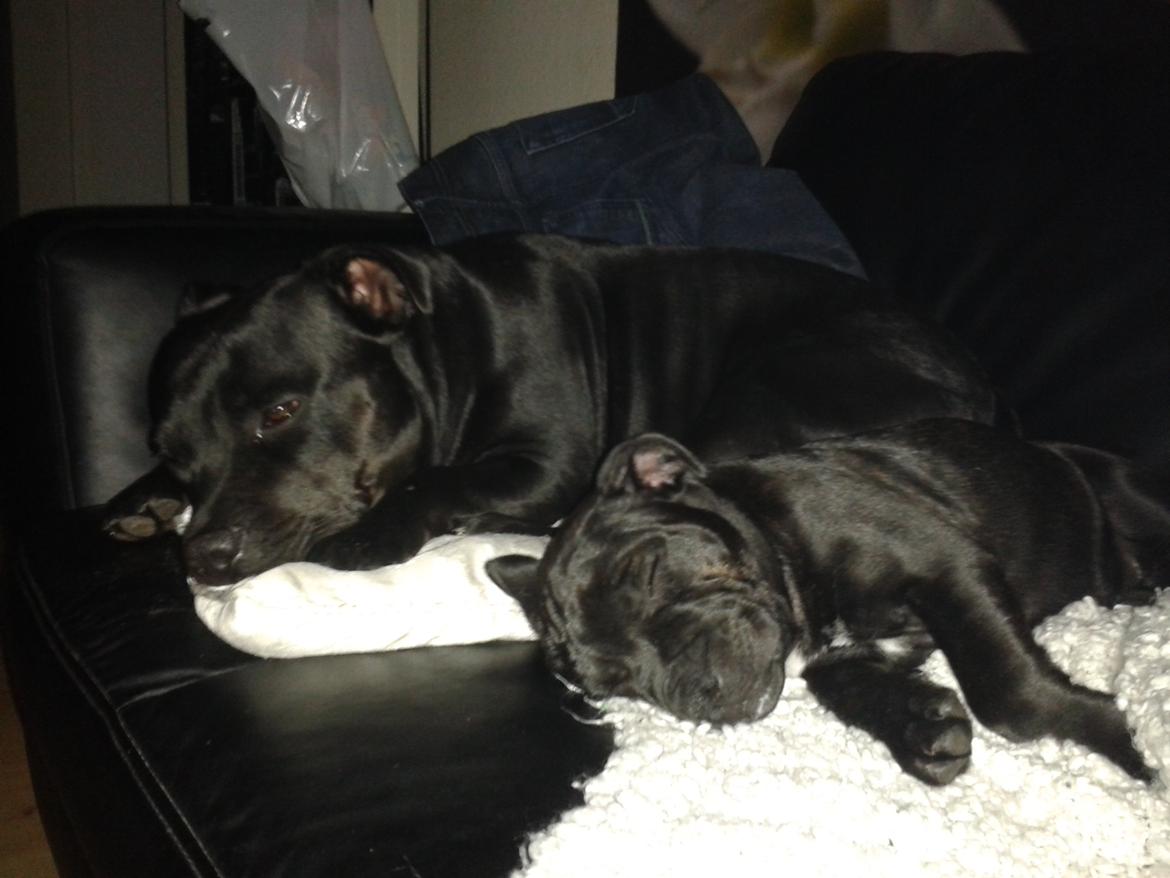 Staffordshire bull terrier Gucci. billede 23