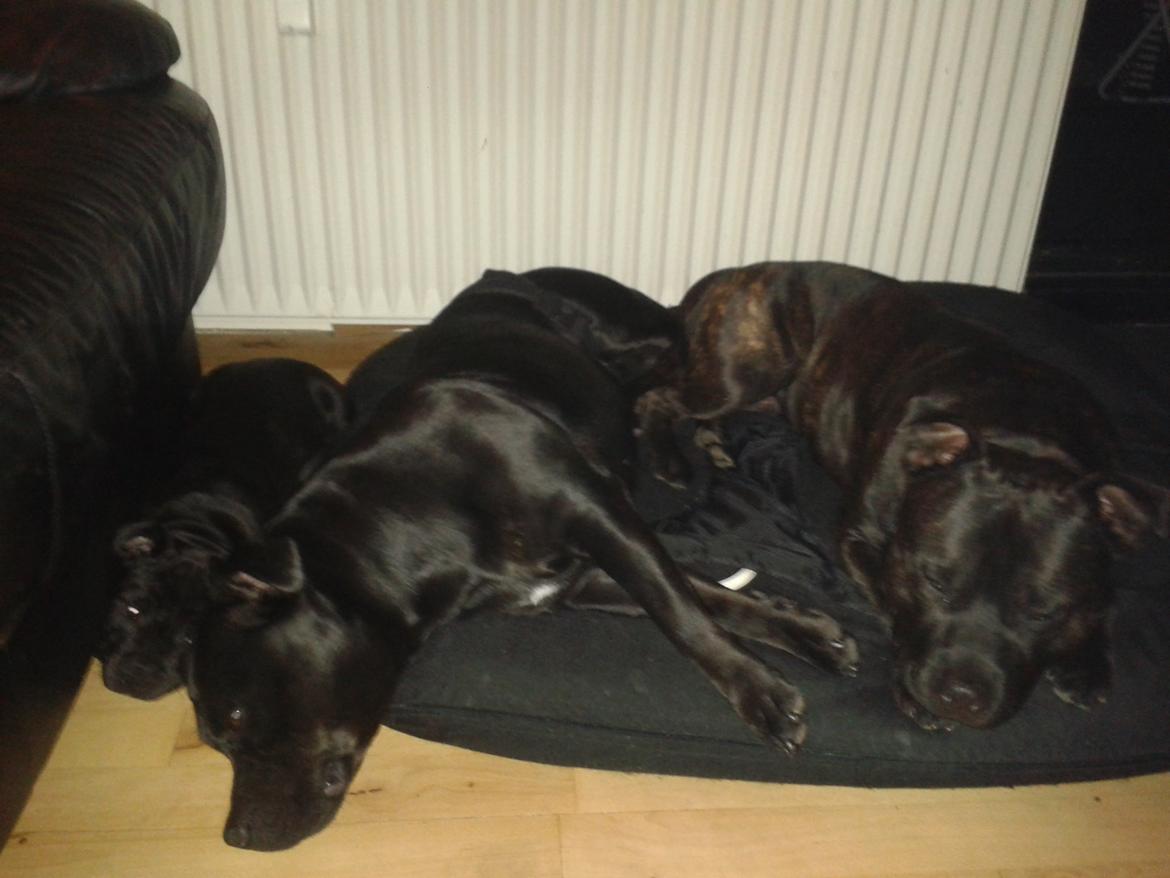 Staffordshire bull terrier Gucci. billede 24