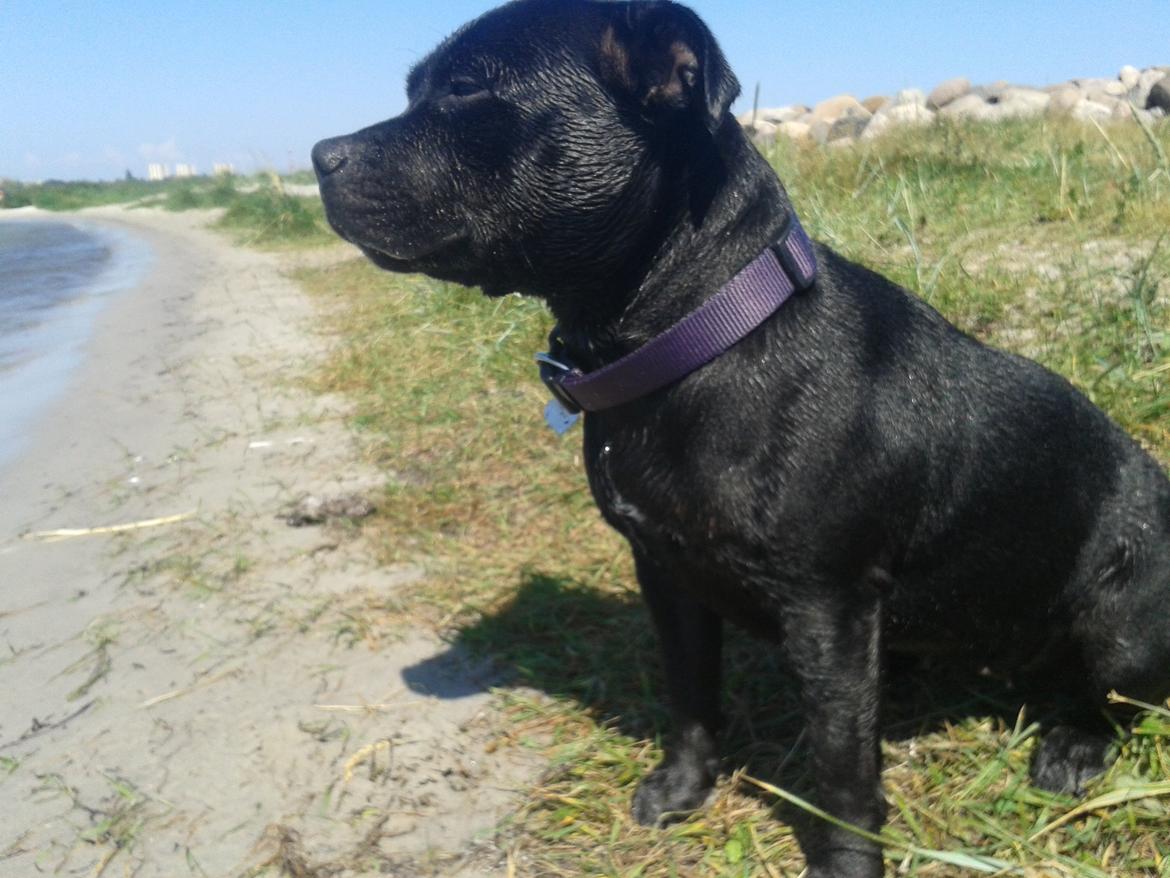 Staffordshire bull terrier Gucci. billede 25