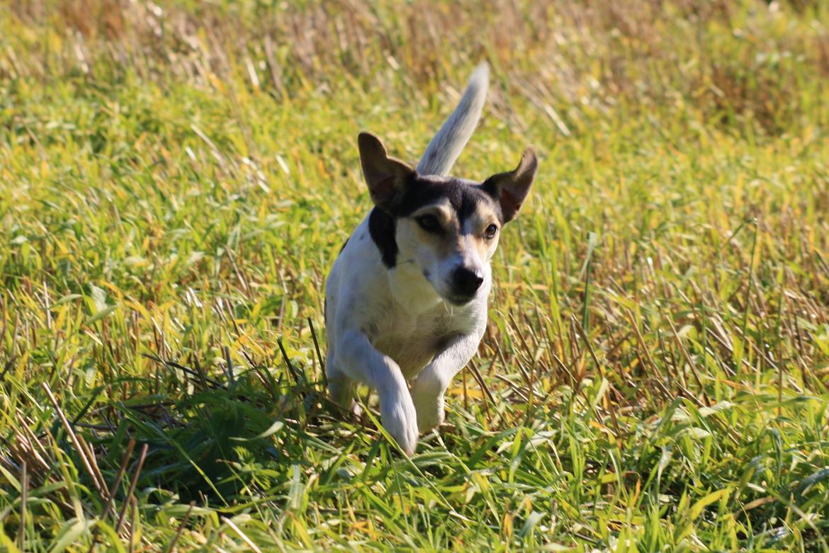 Jack russell terrier My billede 27