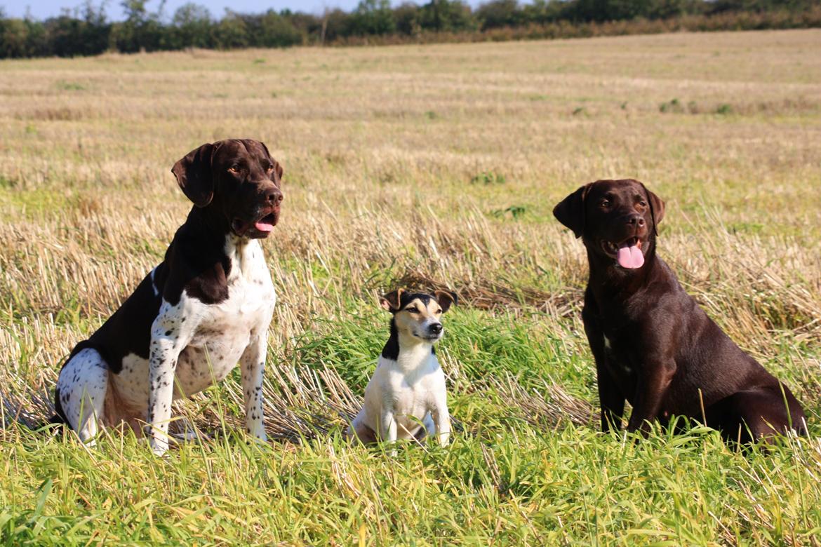 Jack russell terrier My billede 8