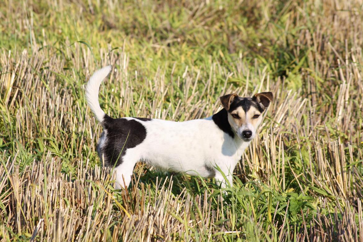 Jack russell terrier My billede 26