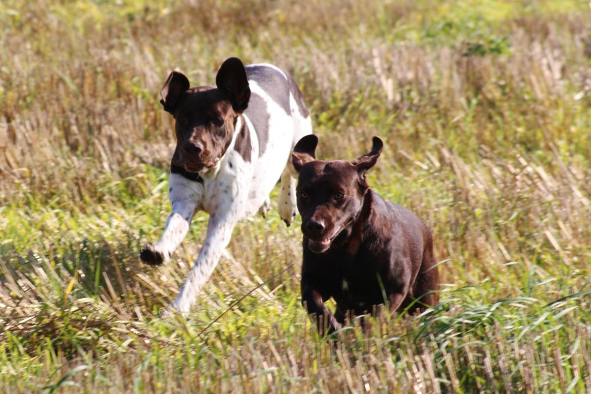 Labrador retriever Nuca billede 24