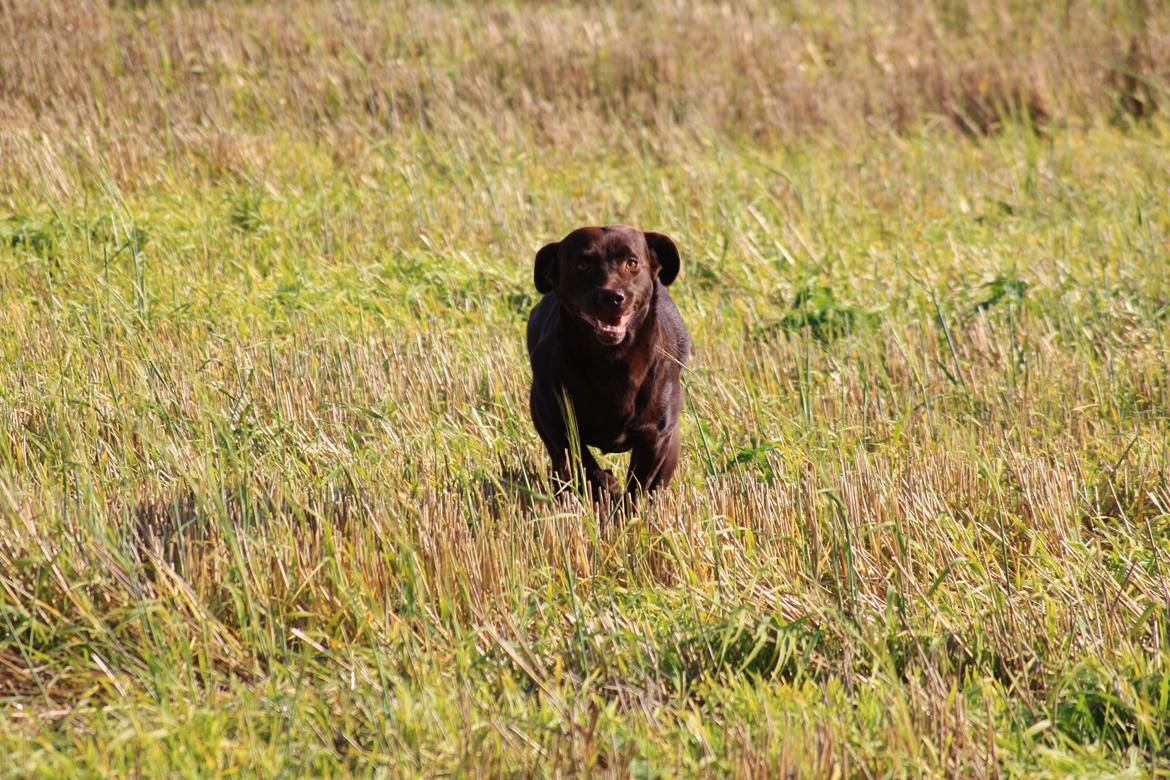 Labrador retriever Nuca billede 25