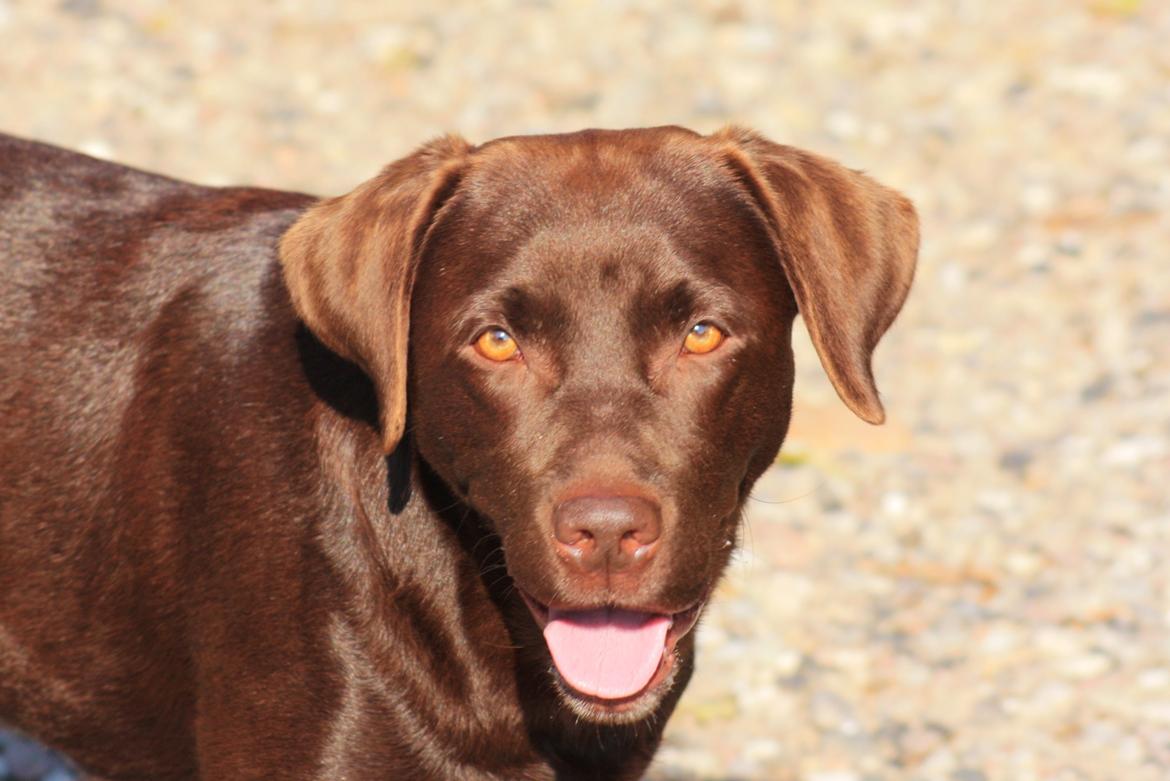 Labrador retriever Nuca billede 26