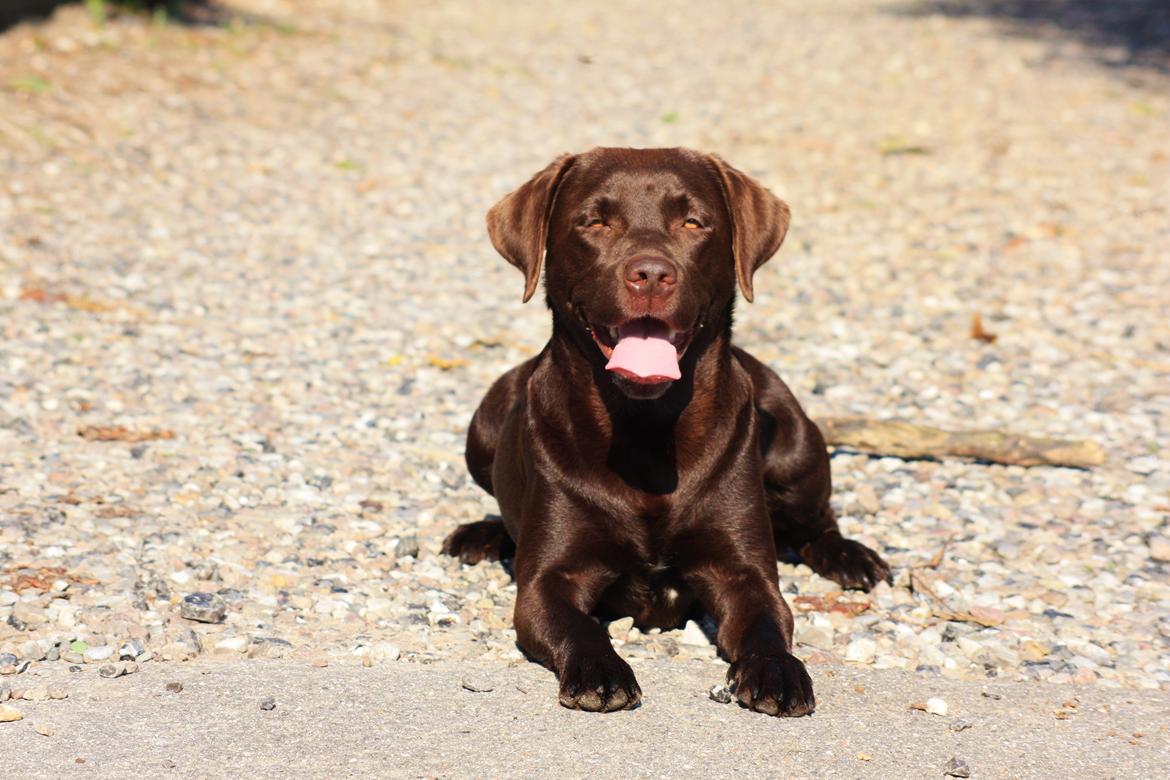 Labrador retriever Nuca billede 27
