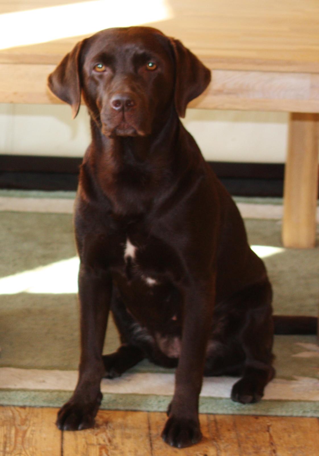 Labrador retriever Nuca billede 23