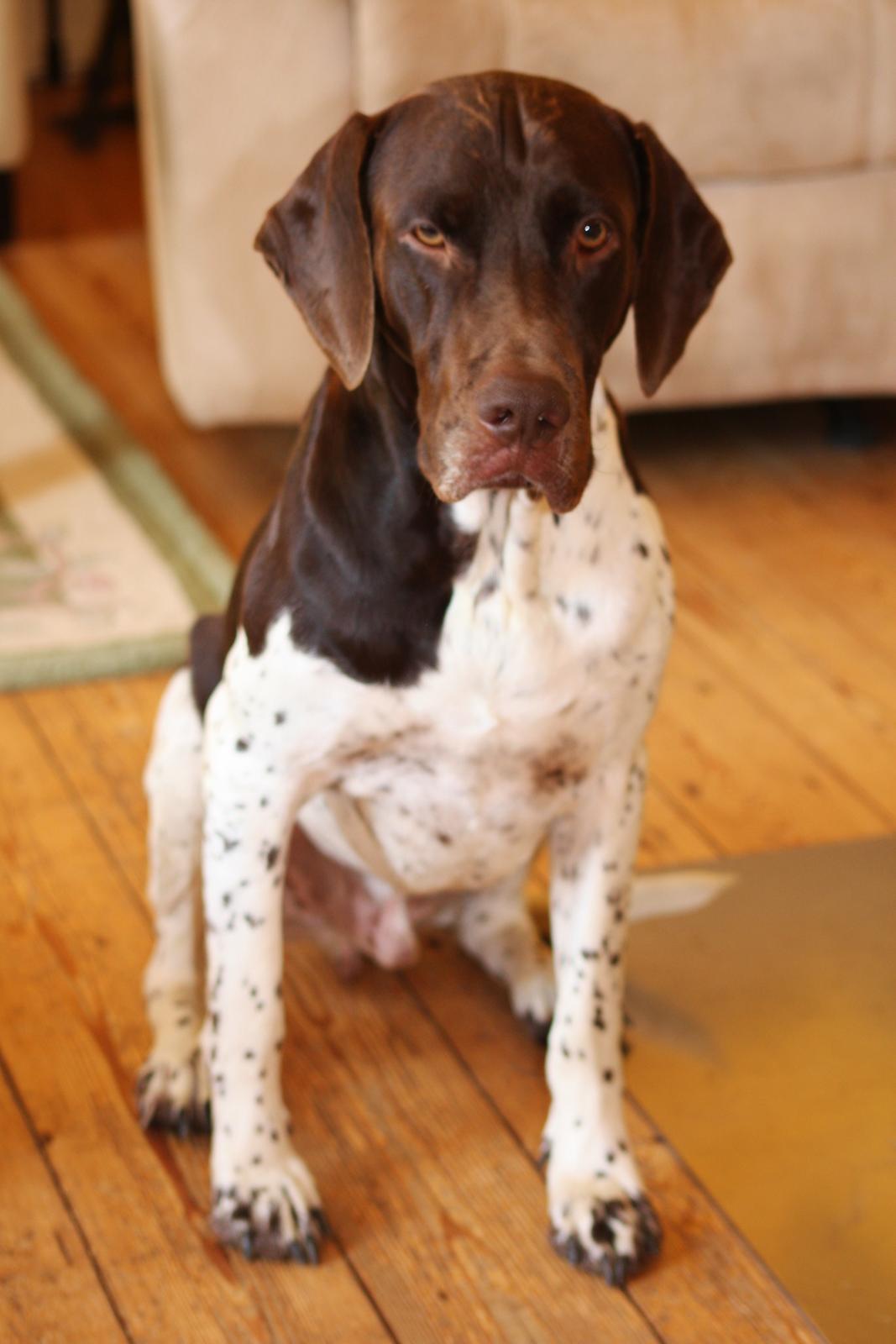 Gammel dansk hønsehund Rocky billede 4