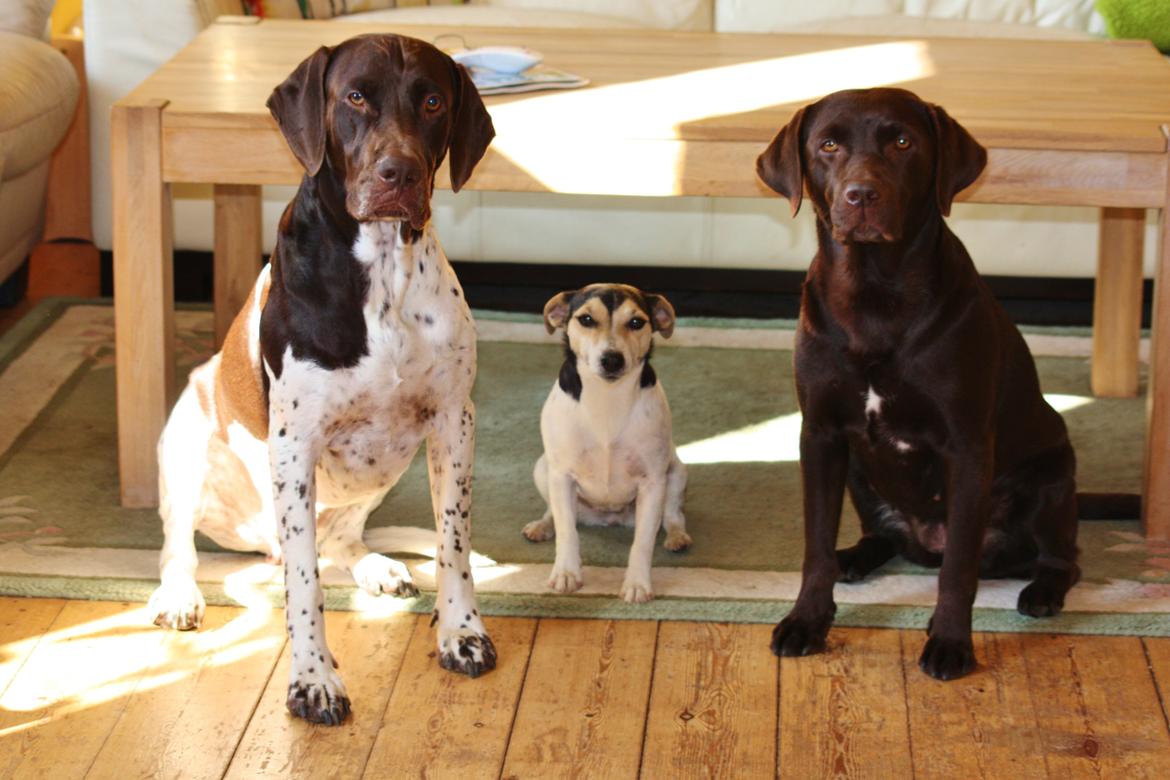 Gammel dansk hønsehund Rocky billede 6