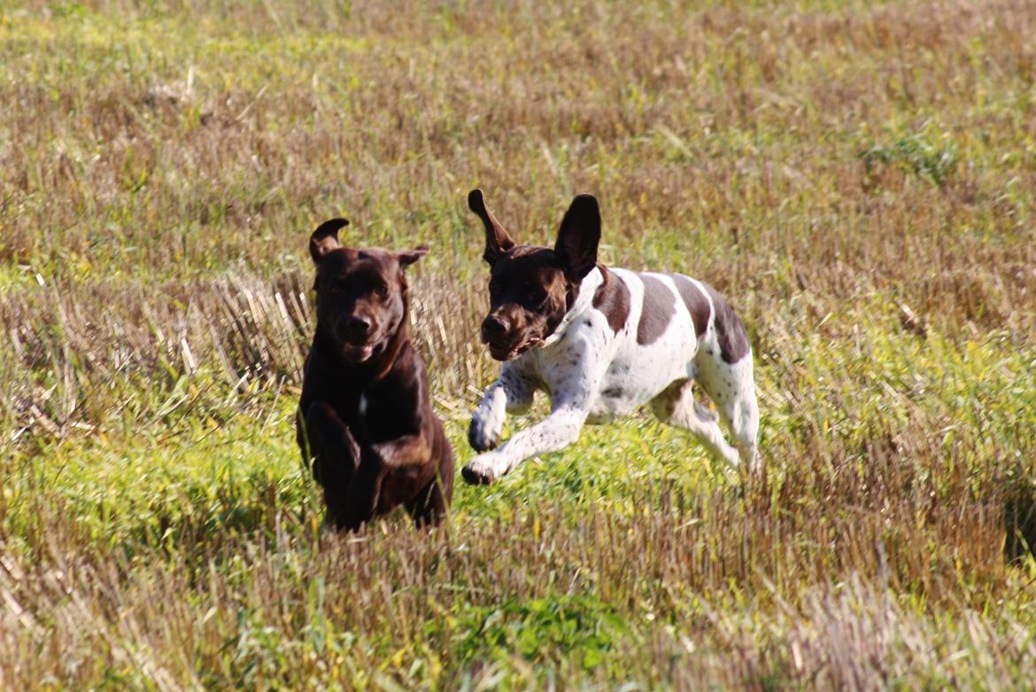 Gammel dansk hønsehund Rocky billede 7