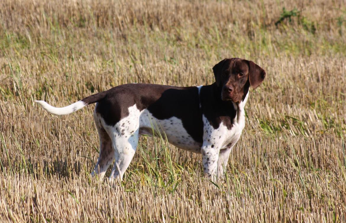 Gammel dansk hønsehund Rocky billede 8