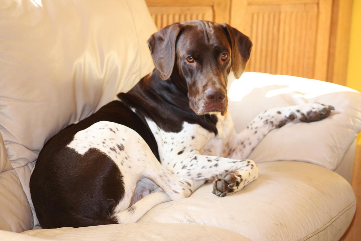 Gammel dansk hønsehund Rocky billede 1