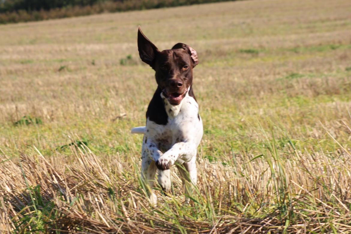 Gammel dansk hønsehund Rocky billede 5