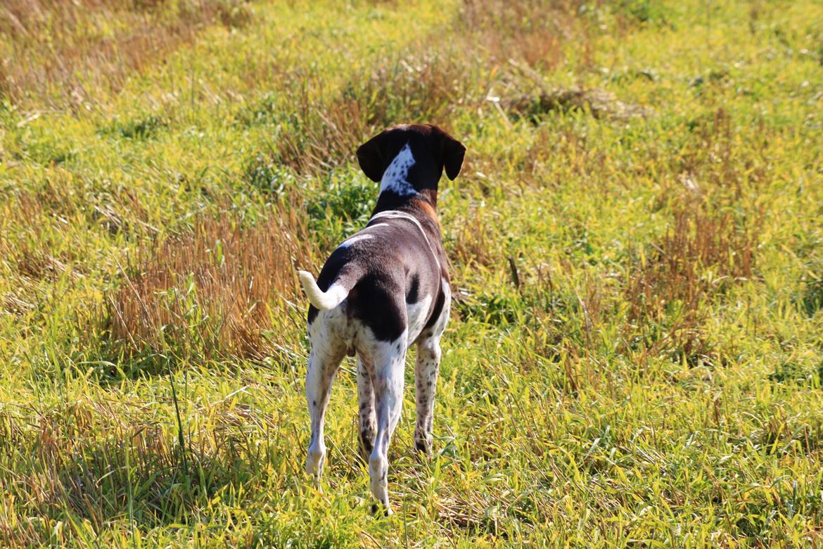 Gammel dansk hønsehund Rocky billede 9