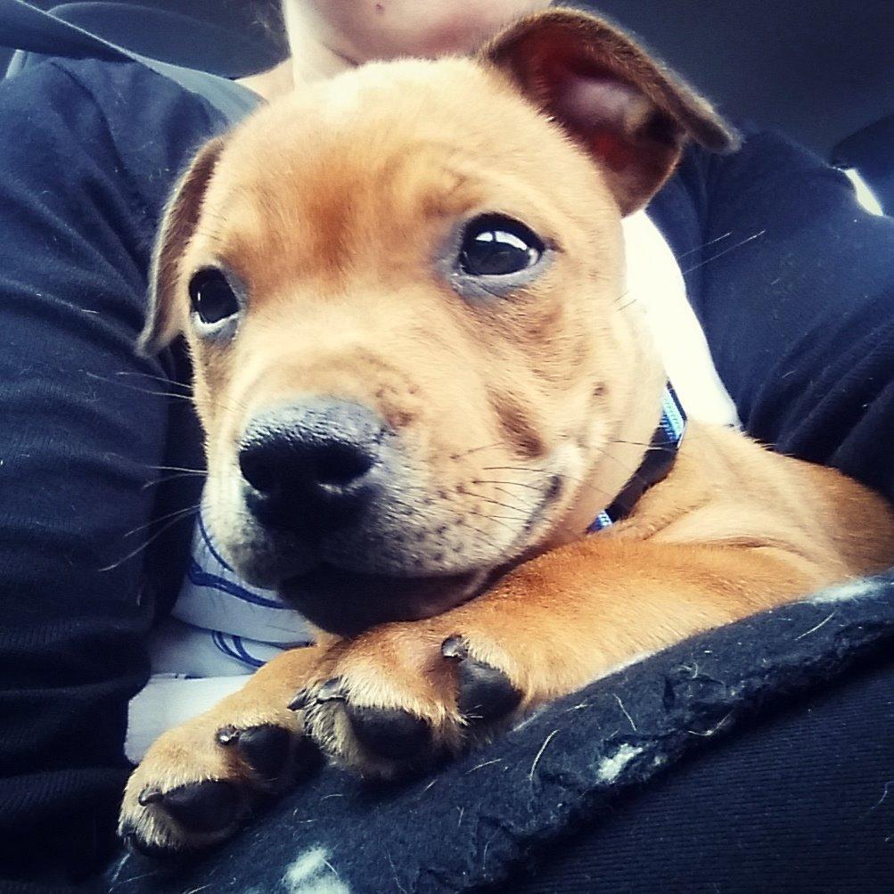 Staffordshire bull terrier Gadfeldts Babbling Magnum aka Toro billede 16