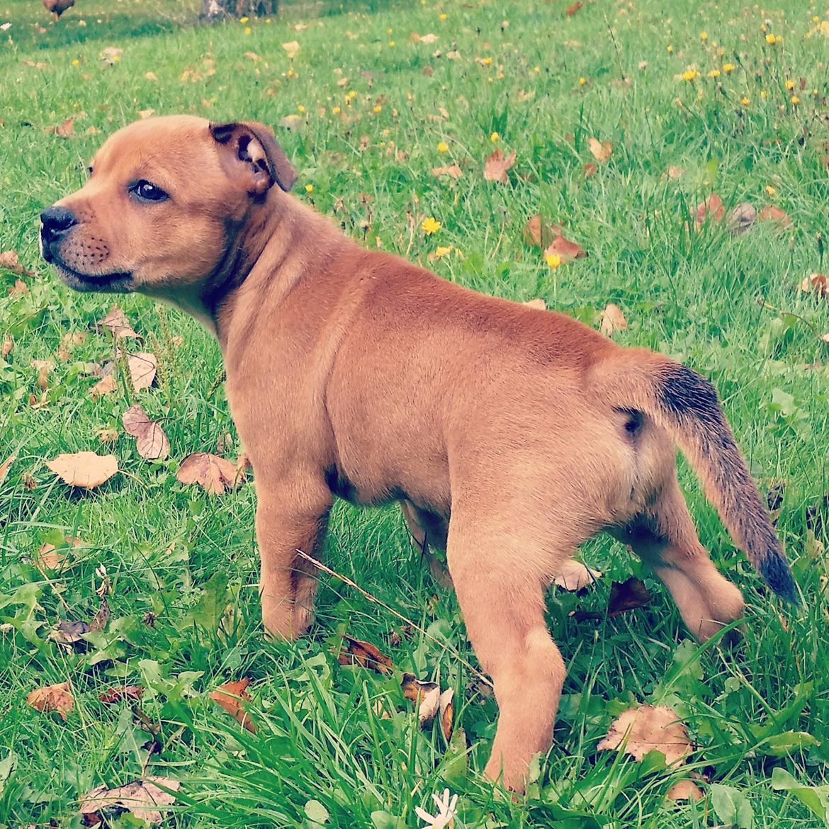 Staffordshire bull terrier Gadfeldts Babbling Magnum aka Toro billede 17