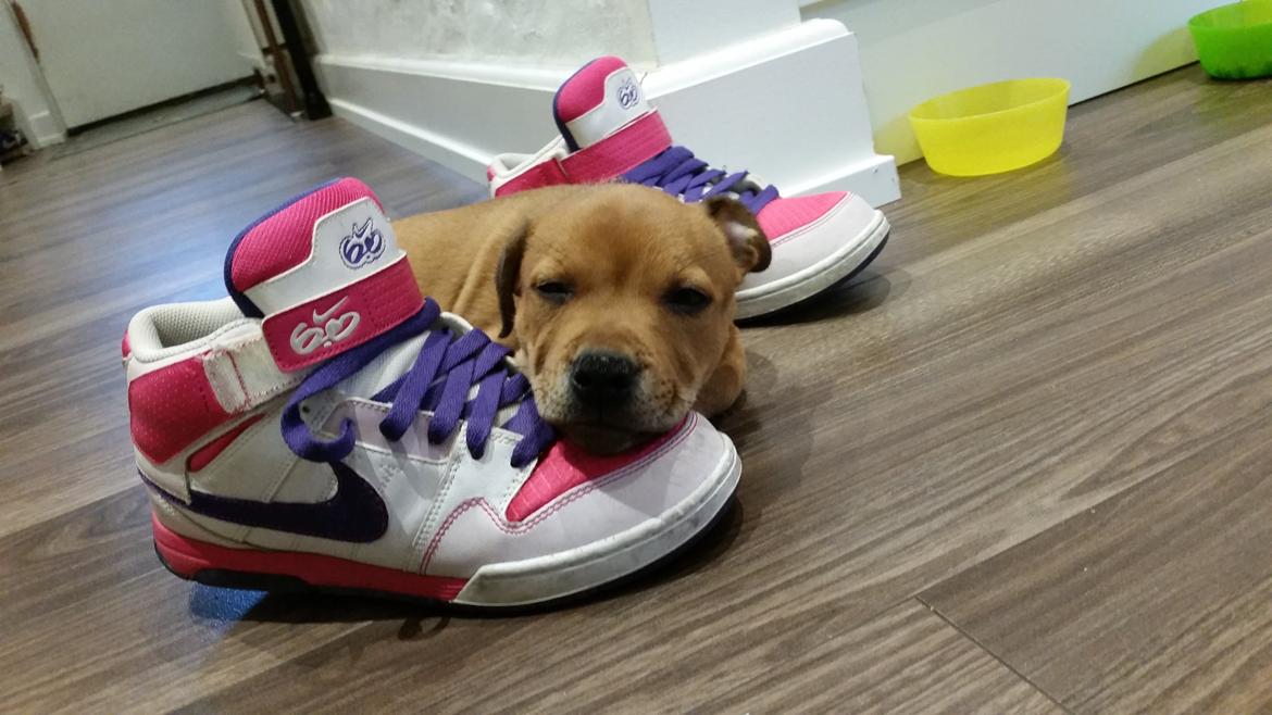 Staffordshire bull terrier Gadfeldts Babbling Magnum aka Toro billede 18