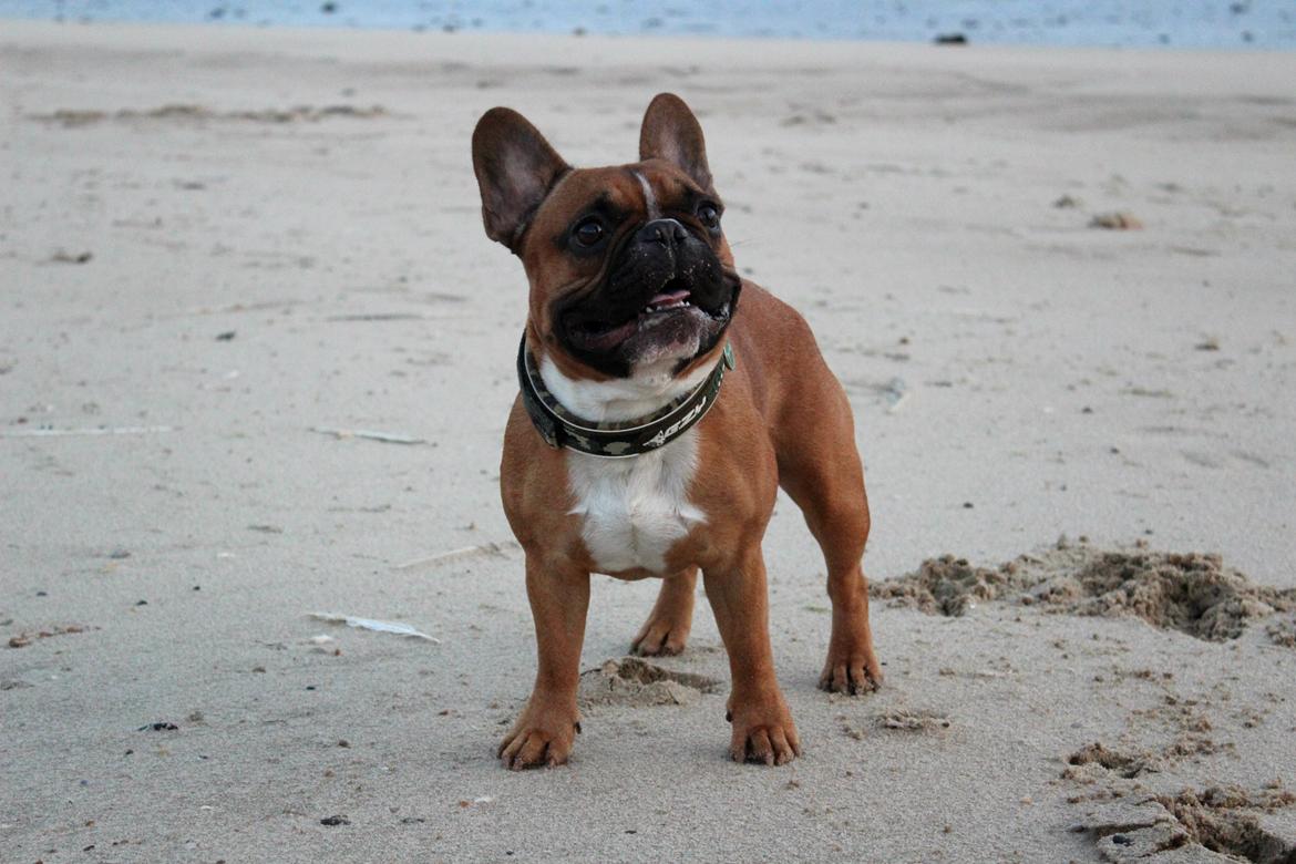 Fransk bulldog Arnold - 8. September 2014 - 16 måneder billede 16