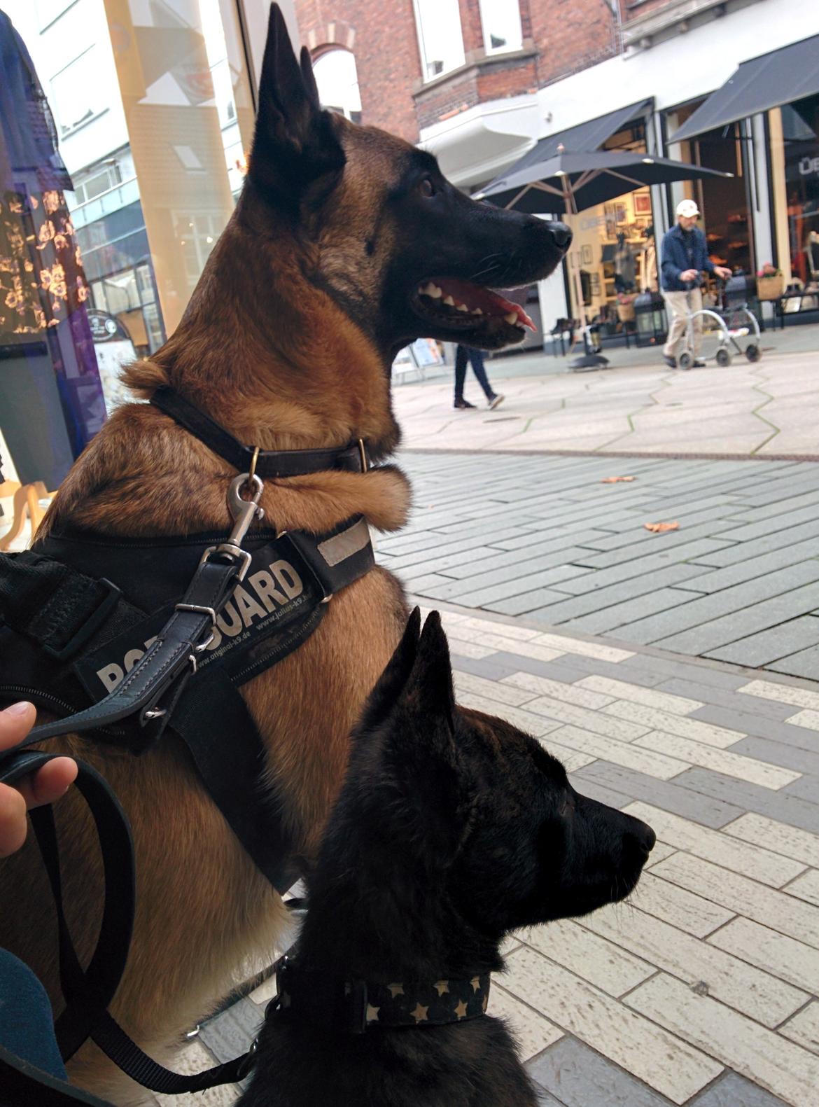 Hollandsk hyrdehund Flottenheimer's Sico billede 9